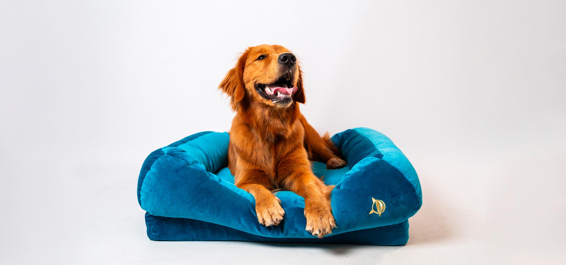 image Cani e animali domestici